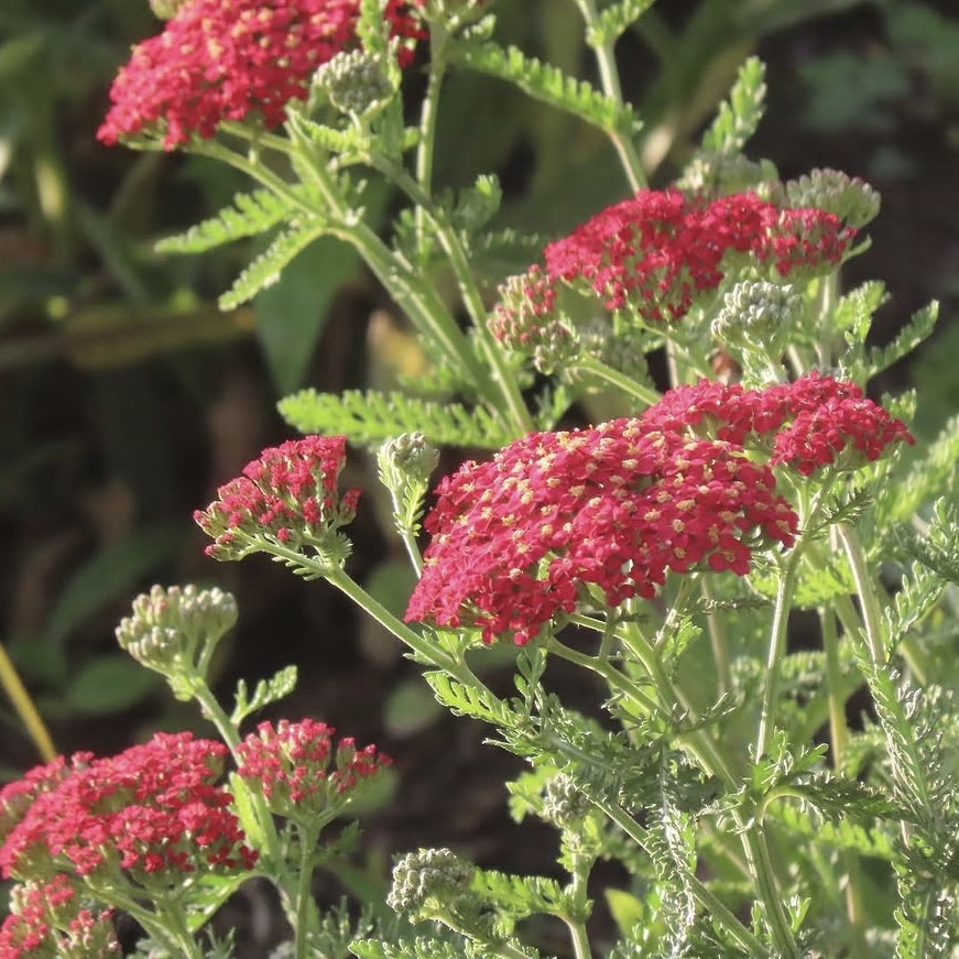 Közönséges cickafark - Achillea millefolium 'Belle Epoque' 3 Közönséges cickafark - Achillea millefolium 'Belle Epoque' - Image 3