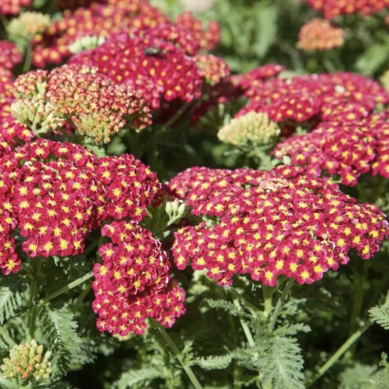 Közönséges cickafark - Achillea millefolium 'Belle Epoque' 2 Közönséges cickafark - Achillea millefolium 'Belle Epoque' - Image 2