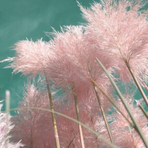 Pampafű (rózsaszín) - Cortaderia selloana 'Pink Feather'