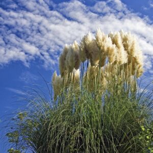 Pampafű (fehér) – Cortaderia selloana ‘White Feather’