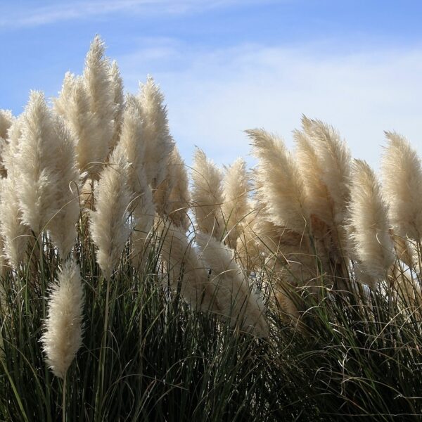 Pampafű (fehér) – Cortaderia selloana ‘White Feather’ - Image 2
