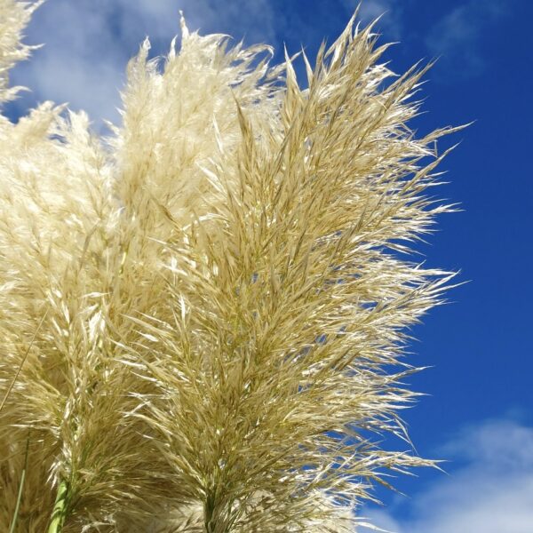 Pampafű (fehér) – Cortaderia selloana ‘White Feather’ - Image 3