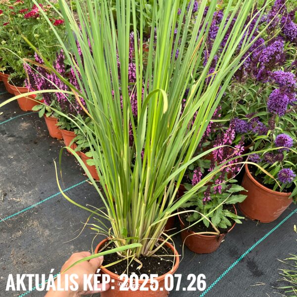Pampafű (fehér) – Cortaderia selloana ‘White Feather’ - Image 4