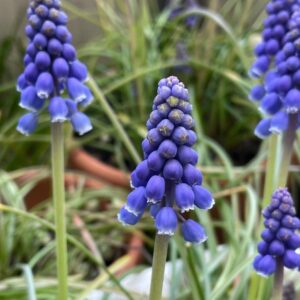 Gyöngyike - Muscari armeniacum / 10db