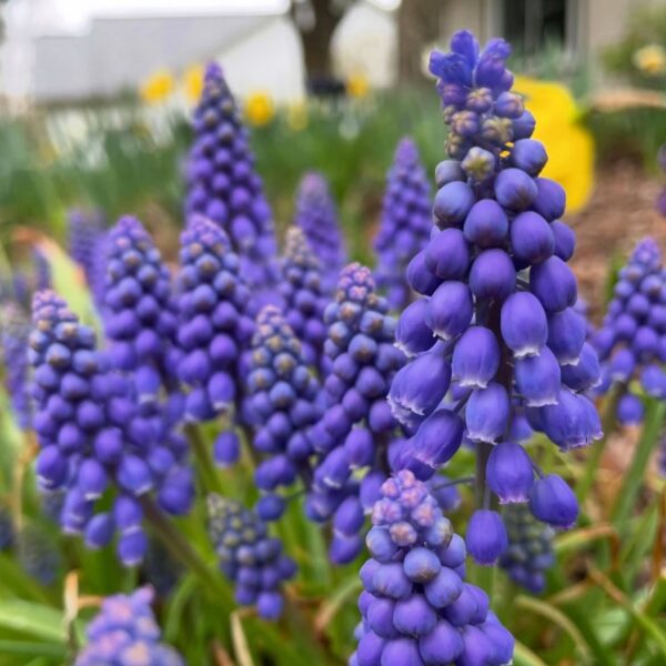 Gyöngyike - Muscari armeniacum / 10db - Image 4