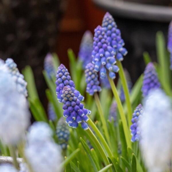 Gyöngyike - Muscari armeniacum / 10db - Image 3