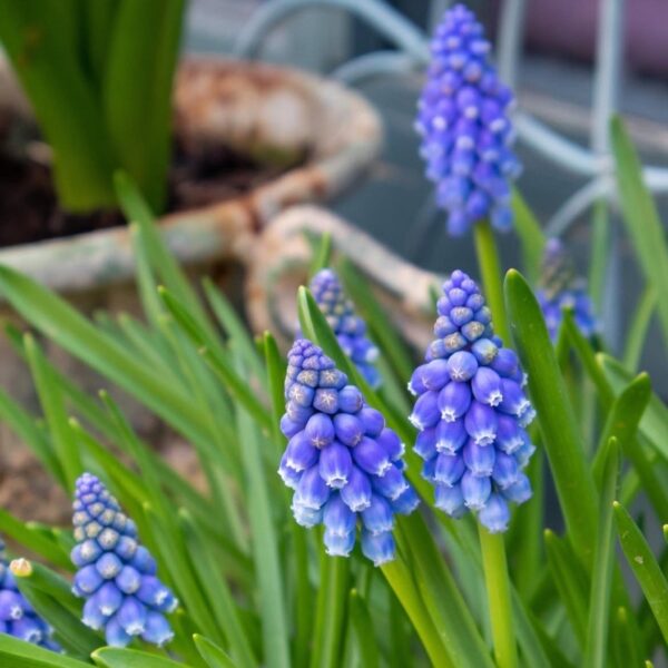 Gyöngyike - Muscari armeniacum / 10db - Image 2