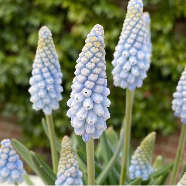 Gyöngyike - Muscari ‘Baby's Breath’ / 10db - Image 3