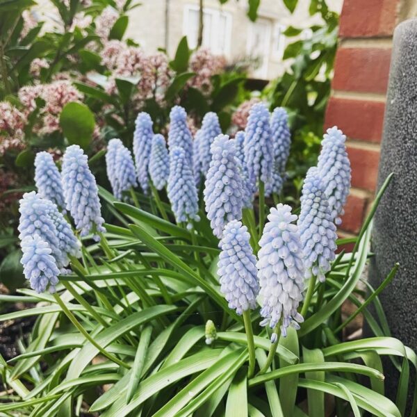Gyöngyike - Muscari ‘Baby's Breath’ / 10db - Image 2