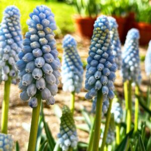 Gyöngyike - Muscari ‘Baby's Breath’ / 10db