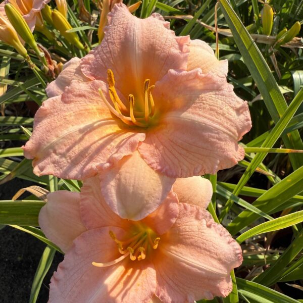 Sásliliom - Hemerocallis 'On and On' - Image 3