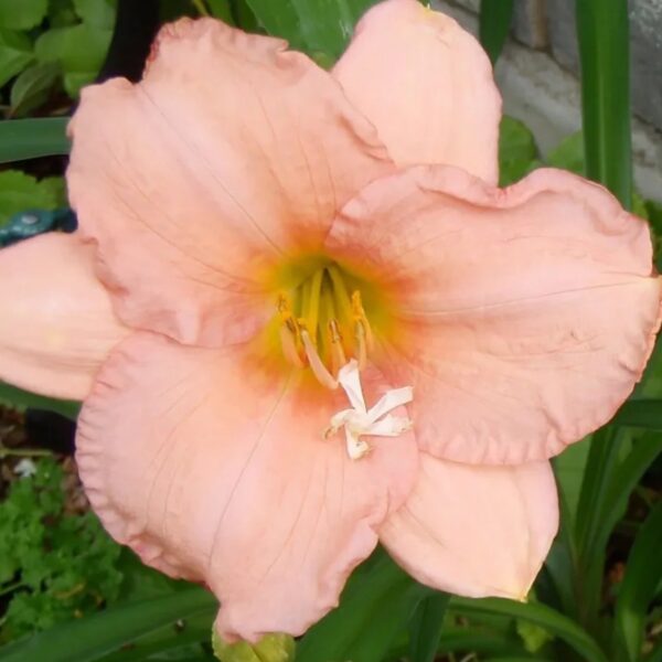Sásliliom - Hemerocallis 'On and On'