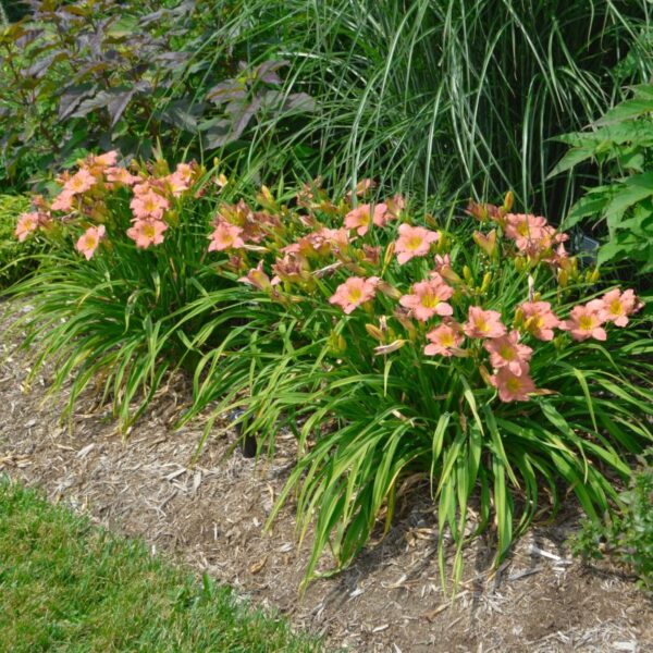 Sásliliom - Hemerocallis 'On and On' - Image 2
