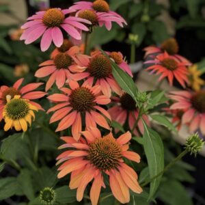 Kasvirág- Echinacea purpurea 'Cheyenne Spirit'