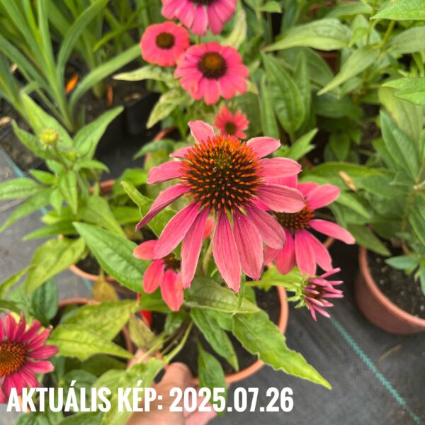 Kasvirág- Echinacea purpurea 'Cheyenne Spirit' - Image 3
