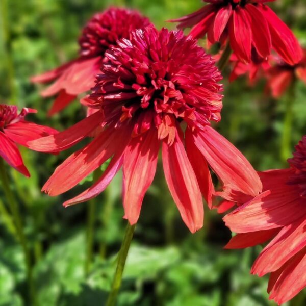 Kasvirág - Echinacea purpurea 'Eccentric' - Image 2