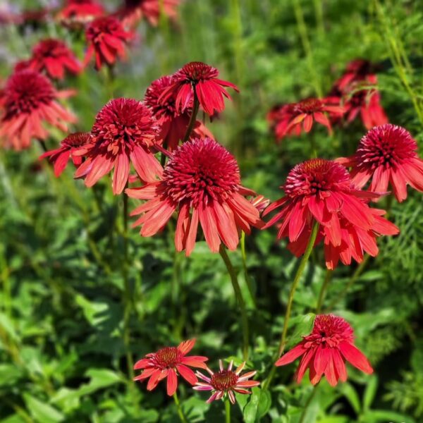 Kasvirág - Echinacea purpurea 'Eccentric' - Image 3