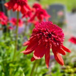 Kasvirág - Echinacea purpurea 'Eccentric'