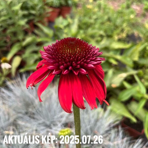 Kasvirág - Echinacea purpurea 'Eccentric' - Image 4