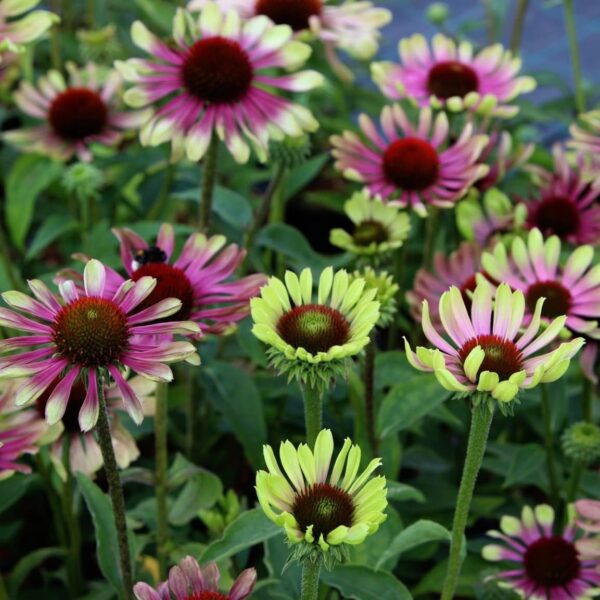 Kasvirág - Echinacea purpurea 'Green Twister' - Image 2
