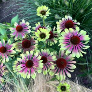 Kasvirág - Echinacea purpurea 'Green Twister'