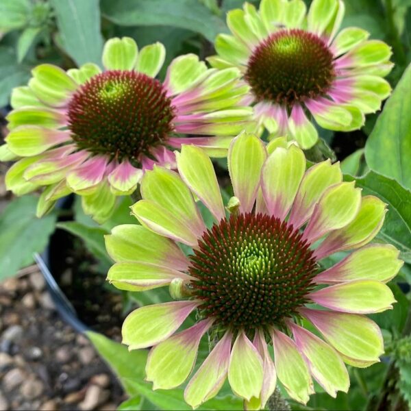Kasvirág - Echinacea purpurea 'Green Twister' - Image 3