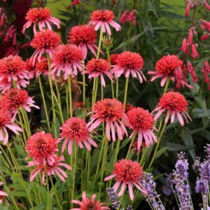 Kasvirág - Echinacea purpurea 'Guava Ice'