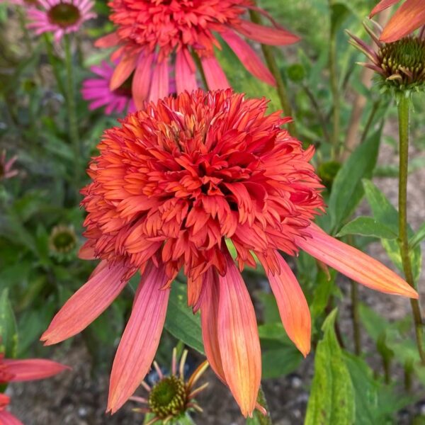 Kasvirág - Echinacea purpurea 'Guava Ice' - Image 2
