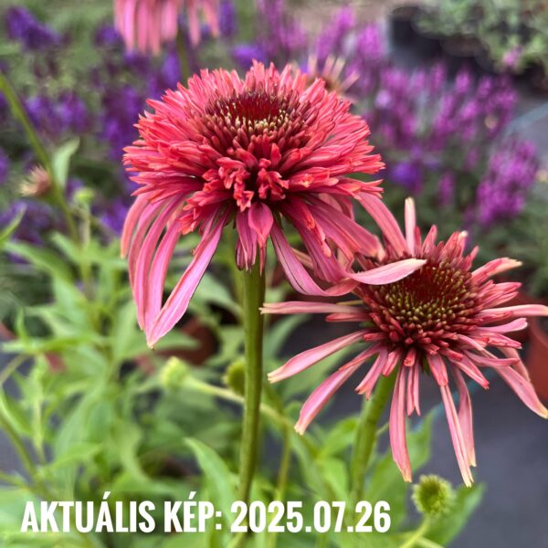 Kasvirág - Echinacea purpurea 'Guava Ice' - Image 3
