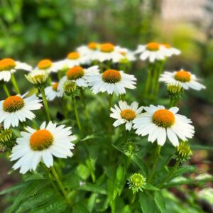 Kasvirág - Echinacea purpurea Meditation 'White'