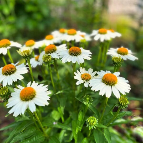 Kasvirág - Echinacea purpurea Meditation 'White'