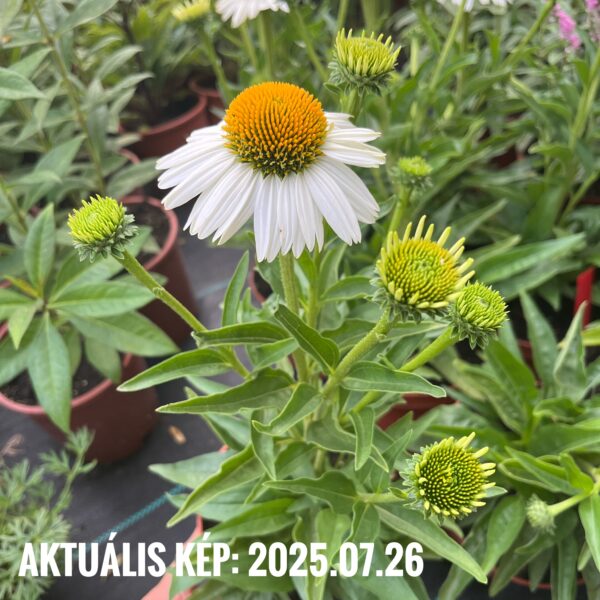 Kasvirág - Echinacea purpurea Meditation 'White' - Image 2