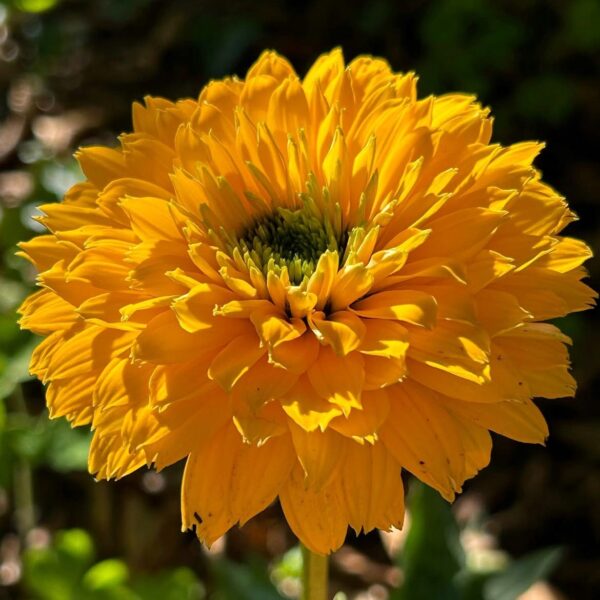 Kasvirág - Echinacea purpurea SunSeekers 'Golden Sun' - Image 3