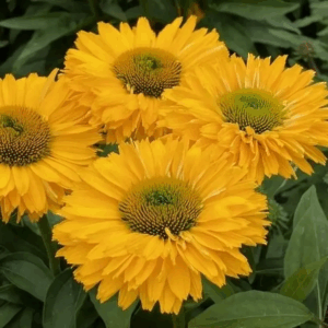 Kasvirág - Echinacea purpurea SunSeekers 'Golden Sun'