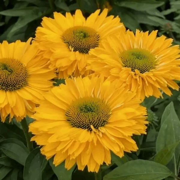 Kasvirág - Echinacea purpurea SunSeekers 'Golden Sun'