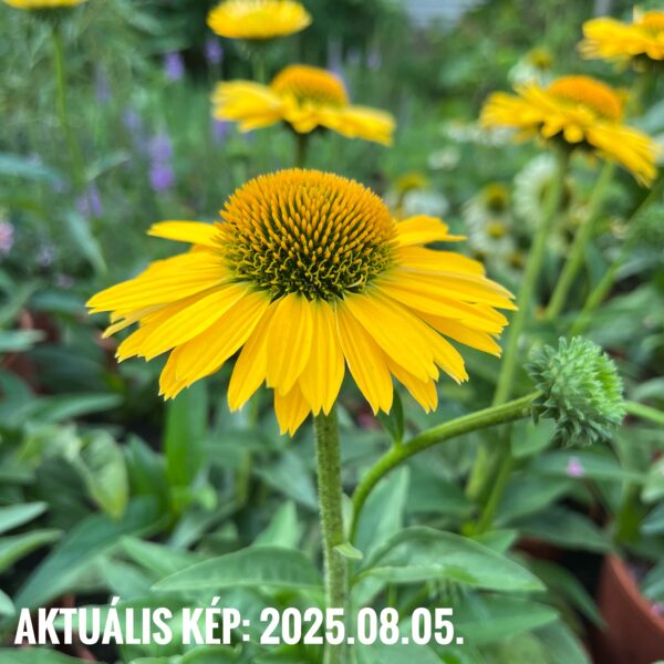 Kasvirág - Echinacea purpurea SunSeekers 'Golden Sun' - Image 4
