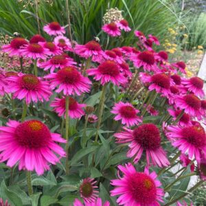 Kasvirág - Echinacea purpurea 'Delicious Candy'
