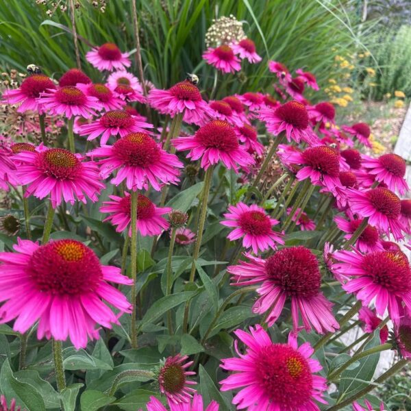 Kasvirág - Echinacea purpurea 'Delicious Candy'