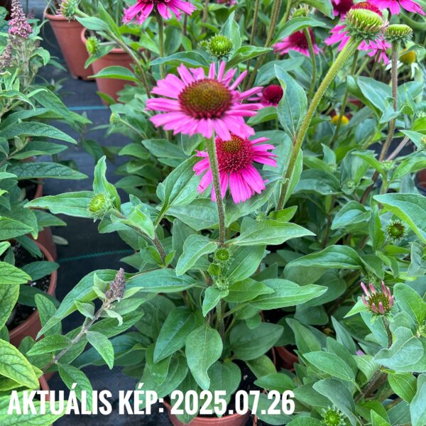 Kasvirág - Echinacea purpurea 'Delicious Candy' - Image 3