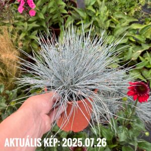 Deres csenkesz - Festuca glauca 'Elijah Blue'
