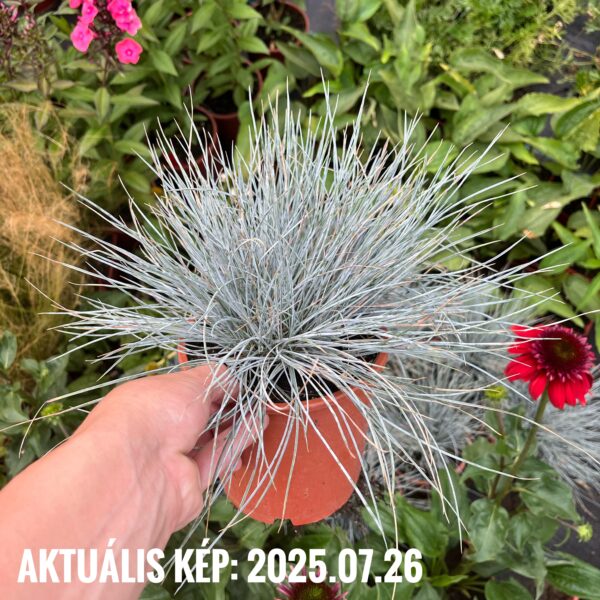 Deres csenkesz - Festuca glauca 'Elijah Blue'