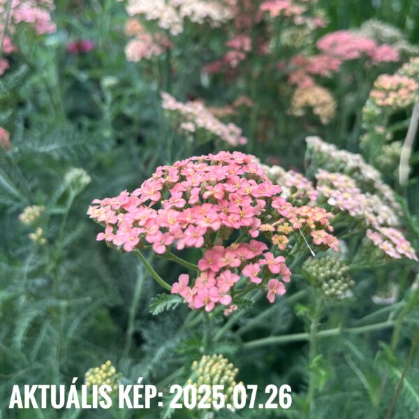 Közönséges cickafark - Achillea millefolium 'Lachsschönheit' - Image 2