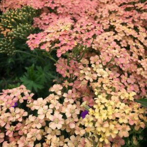Közönséges cickafark - Achillea millefolium 'Lachsschönheit'