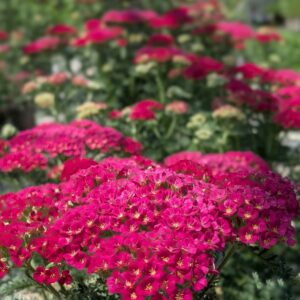 Közönséges cickafark – Achillea millefolium 'Pomegranate'