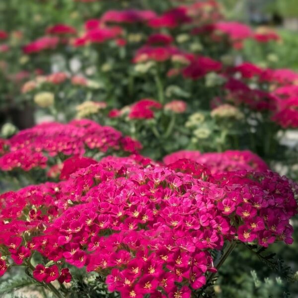 Közönséges cickafark – Achillea millefolium 'Pomegranate'