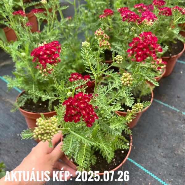 Közönséges cickafark – Achillea millefolium 'Pomegranate' - Image 2