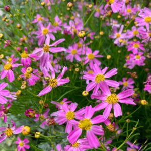 Menyecskeszem - Coreopsis rosea 'American Dream'