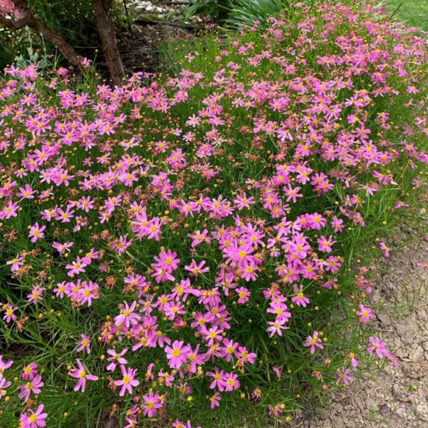 Menyecskeszem - Coreopsis rosea 'American Dream' - Image 2