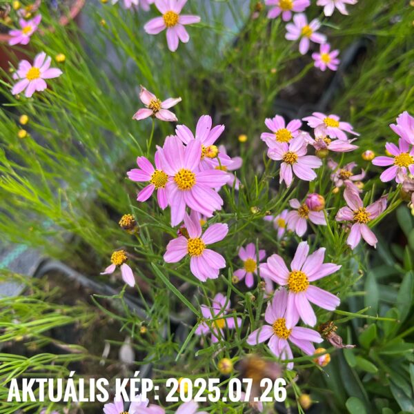 Menyecskeszem - Coreopsis rosea 'American Dream' - Image 3