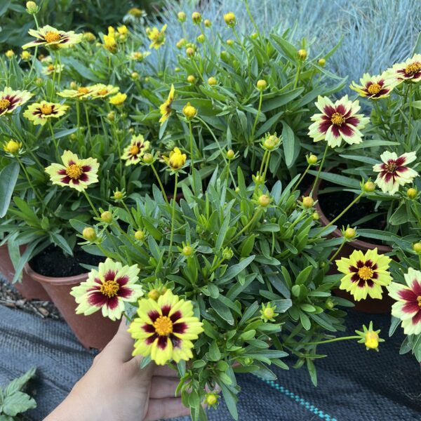 Menyecskeszem - Coreopsis 'Solar Fancy' - Image 3